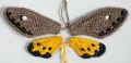 Death's Head Hawk Moth Amigurumi Pattern step 2