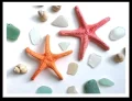 Textured Beach Starfish Amigurumi Pattern step 1