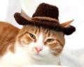 Cowboy Cat Hat Pattern step 1