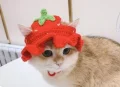 Fruity Pet Sun Hat Amigurumi Pattern step 1