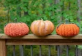 Pumpkin Plush Hat Crochet Pattern step 2